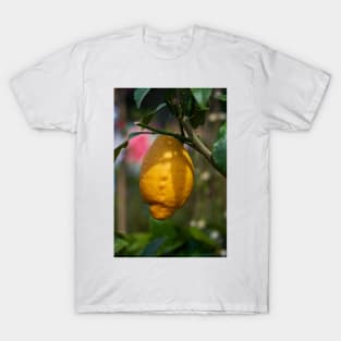 Single lemon in a tree T-Shirt